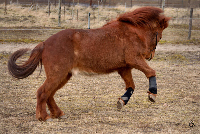 Bad-Ass-Movement Freies Toben Eldur 