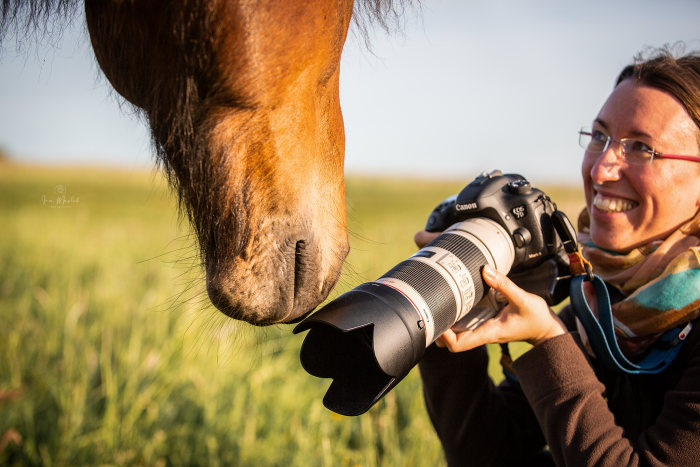 Pferd berührt Fotokamera