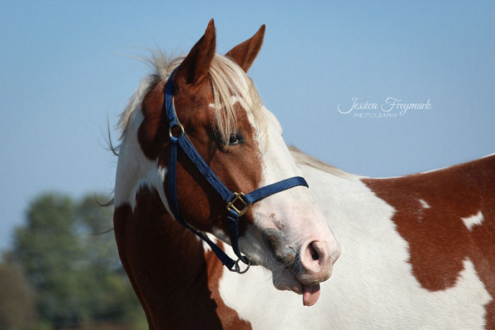 Pferd streckt die Zunge raus