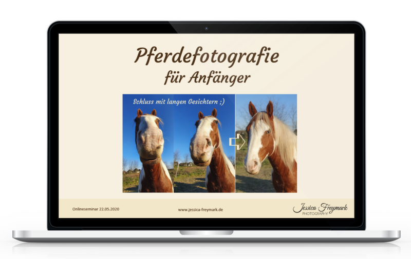 Pferdefotografie für Anfänger