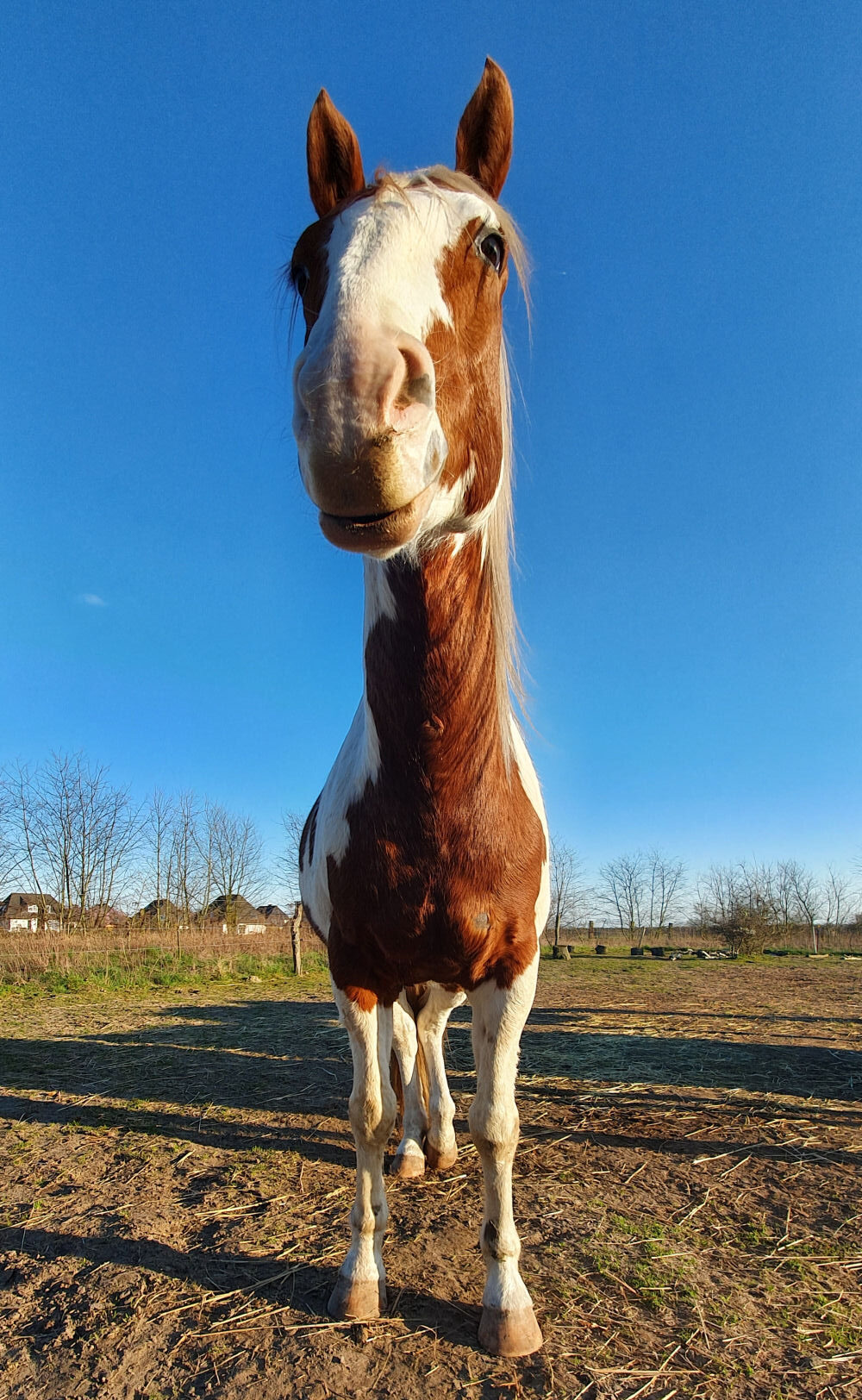 Giraffen-Pferd Typischer Handyschnappschuss - Giraffe oder Pferd?
