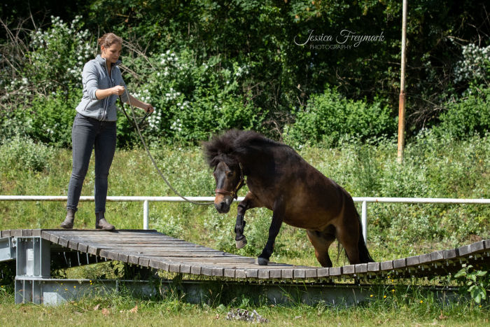 Pony springt quer über die Hängebrücke