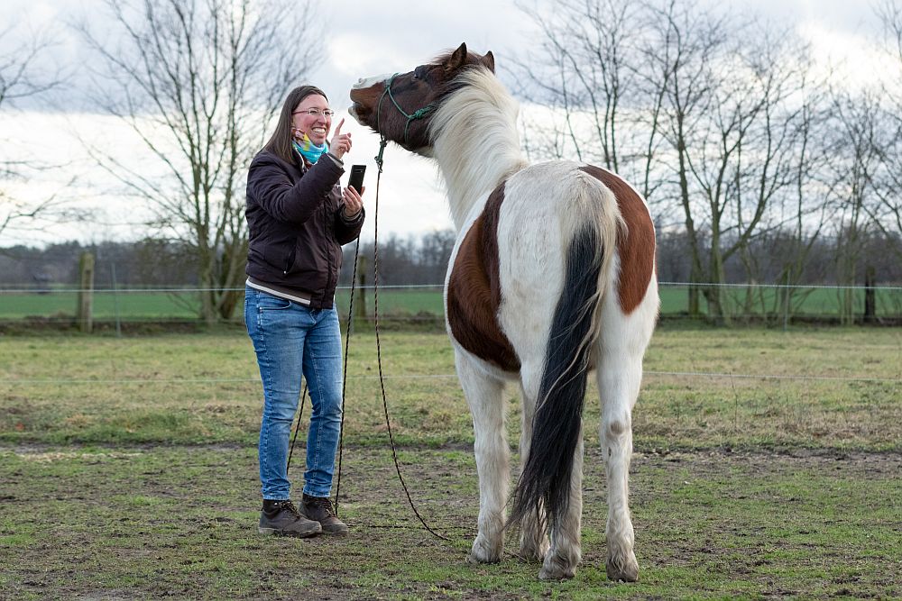 Pferde fotografieren mit dem Smartphone