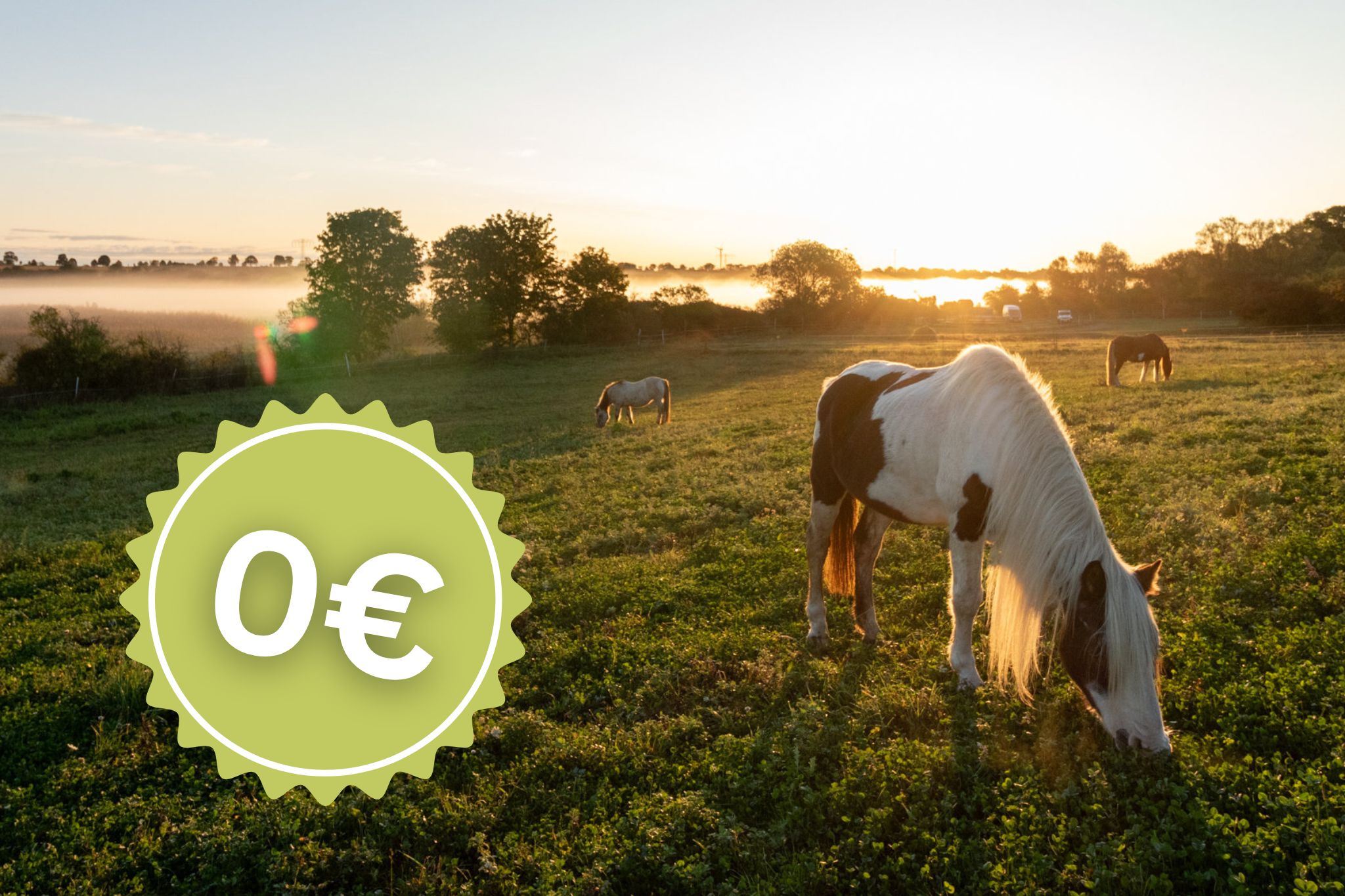 entspanntes-pferd-0euro-angebot Pferd grast entspannt auf einer Wiese in einer wunderschönen ruhigen Atmosphäre. Mit Hinweis auf ein 0€ Angebot.