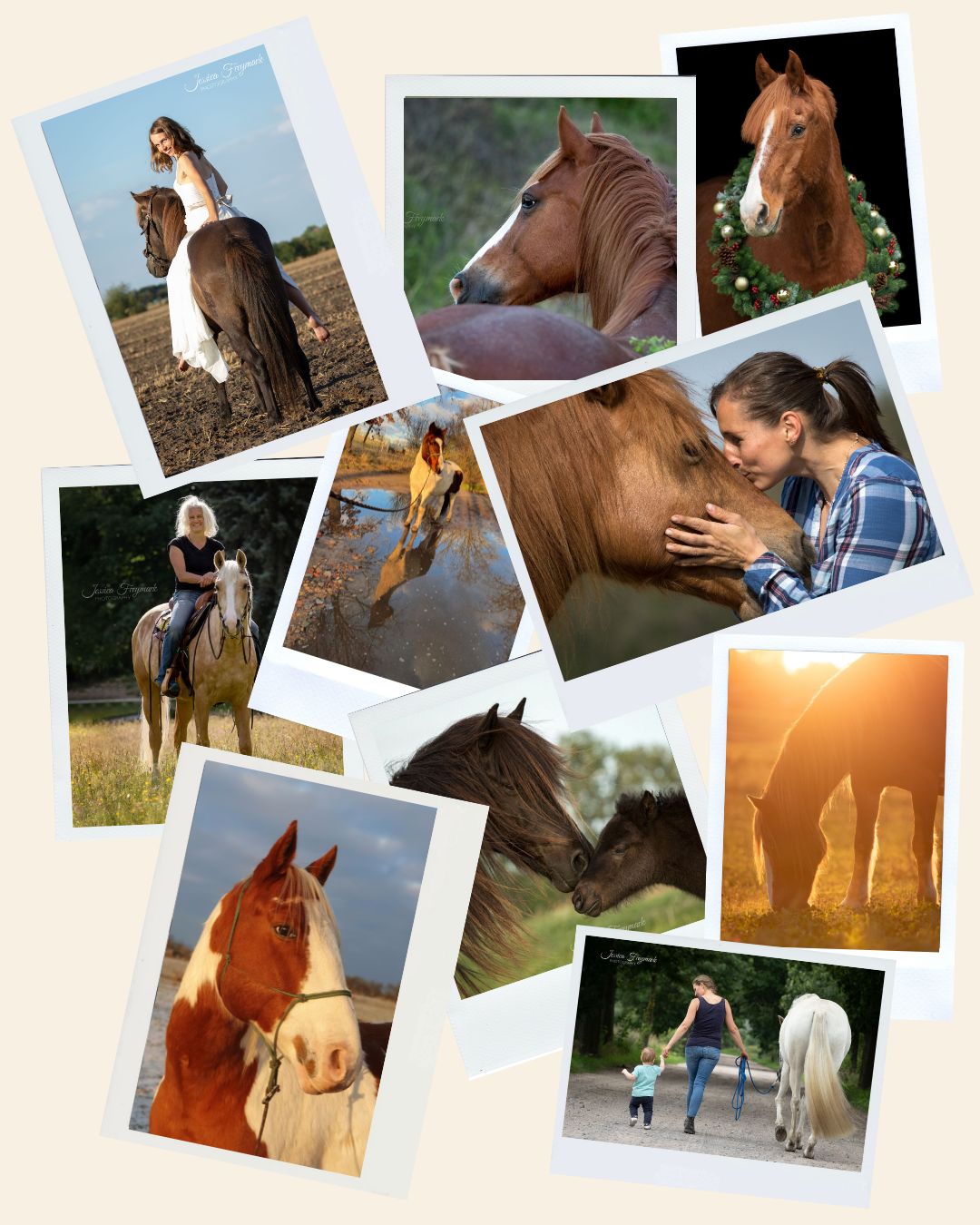 Collage aus verschiedenen Pferdefotos