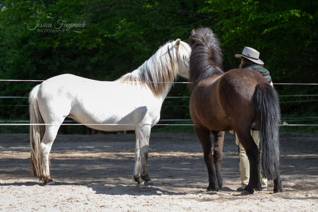 Zwei Pferde beschnuppern sich über einen Zaun - Elsa steht direkt daneben.