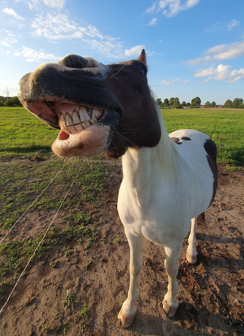 handyfoto_lustig_janek1