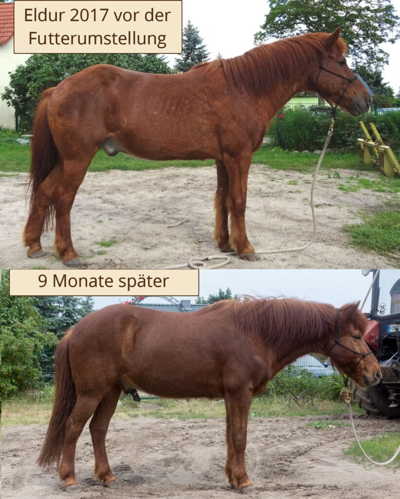 Vergleichsbild von Pony Eldur vor und 9 Monate nach der Futterumstellung