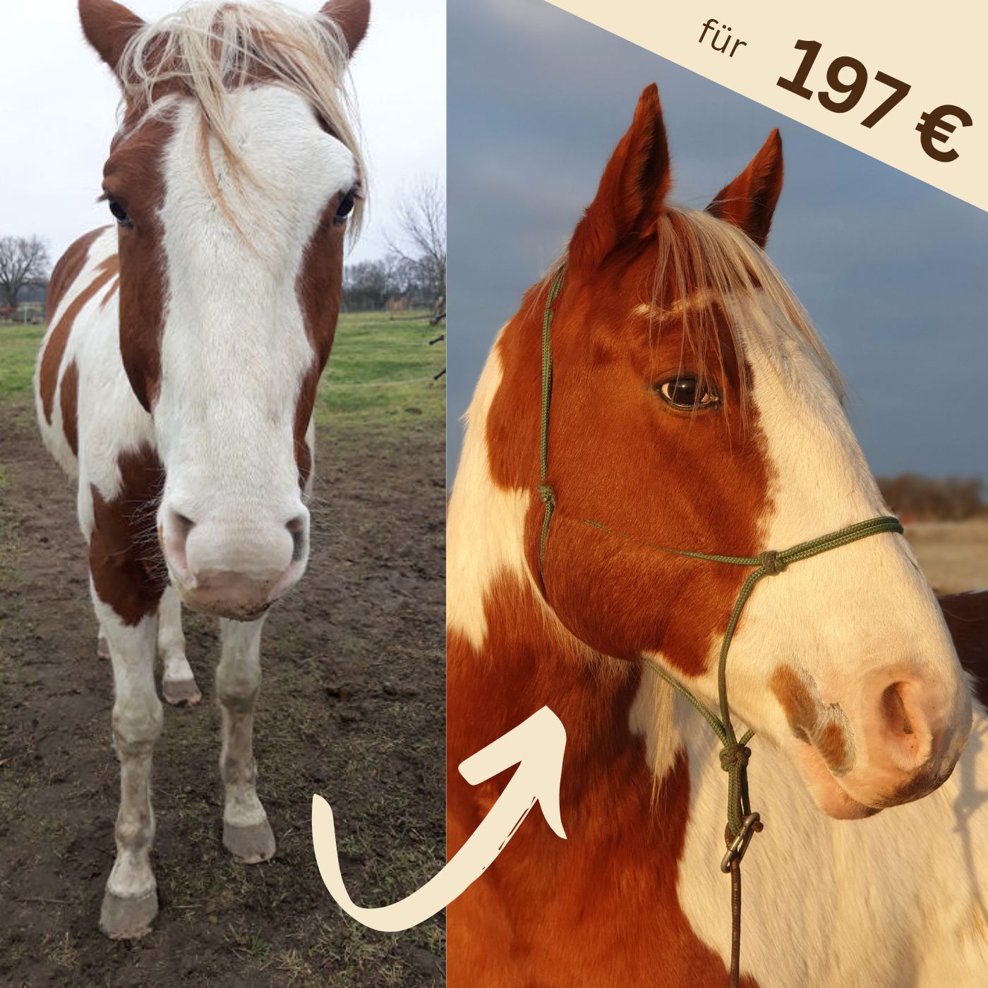 Vorher Schnappschuss - nachher ausdrucksstarke Portraits. Onlinekurs für 197 €.