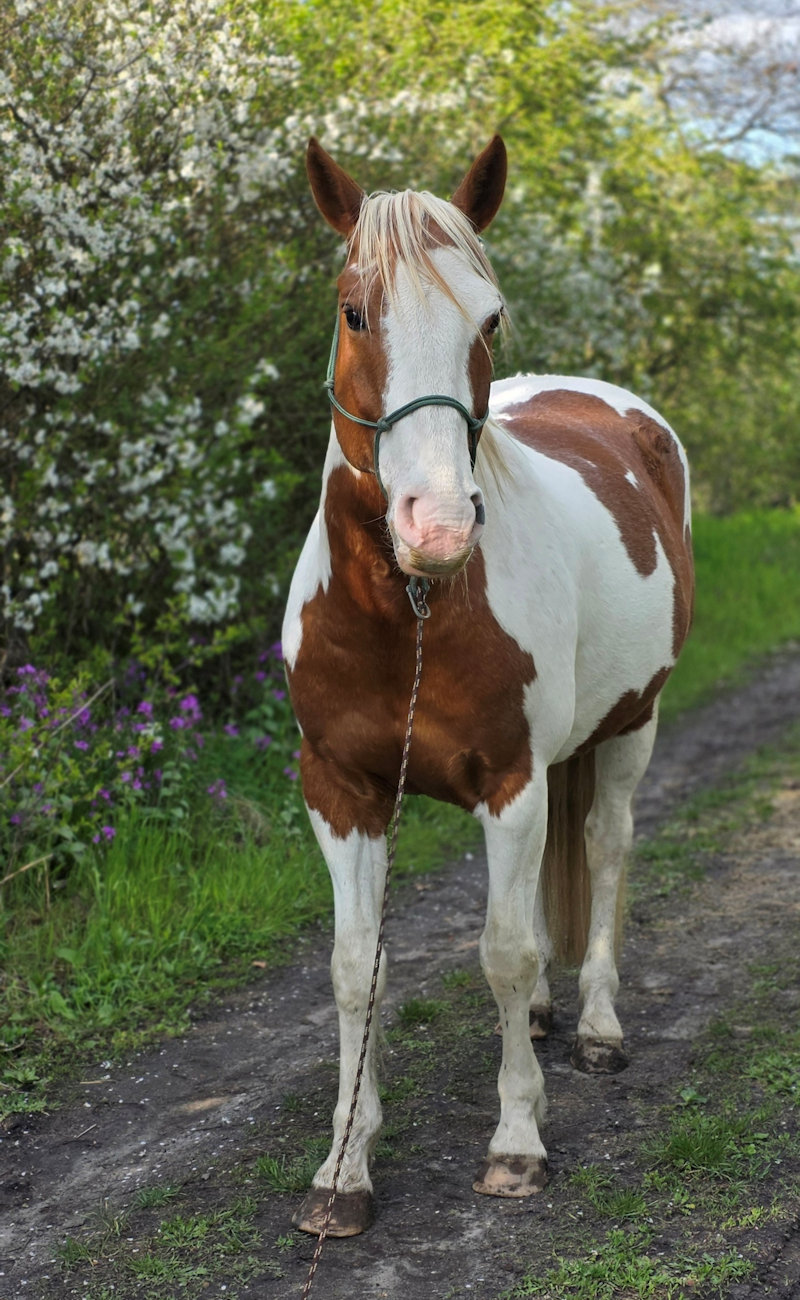 Ganzkörperfoto von Jack vor hübschen Blumen