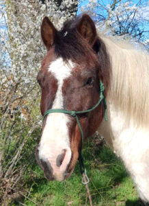 handyfoto_janek_fruehling