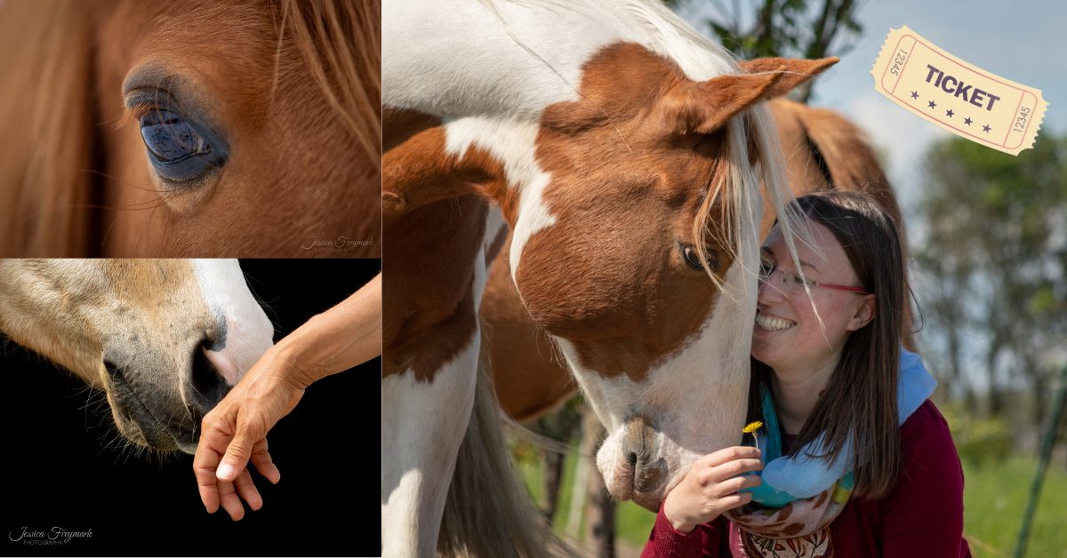3 Bilder in einer Collage: ein Pferdeauge, ein Pferdemaul berührt Menschenhand, Frau mit Pferd die sich beide einander zuwenden.