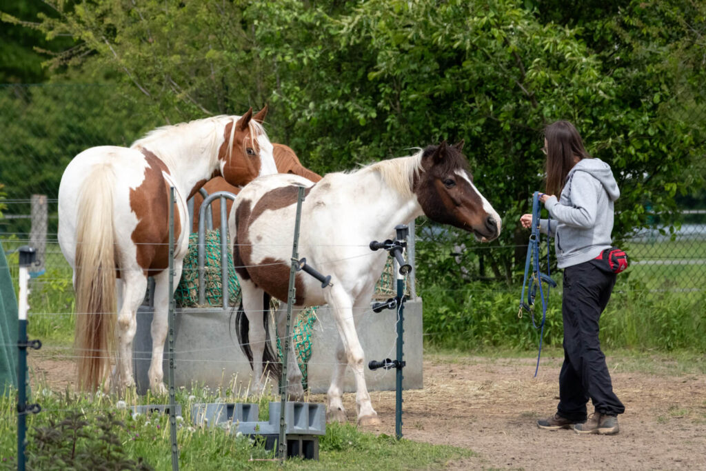 Autorin Jessica Freymark mit Halfter auf dem Paddock. Es ist die Fortsetzung zum 1. Bild des Artikels, wo sie auf die Pferde zu gelaufen ist. Jetzt sieht man, wie beide Pferde sie anschauen und Janek sogar zu ihr kommt mit gespitzten Ohren.