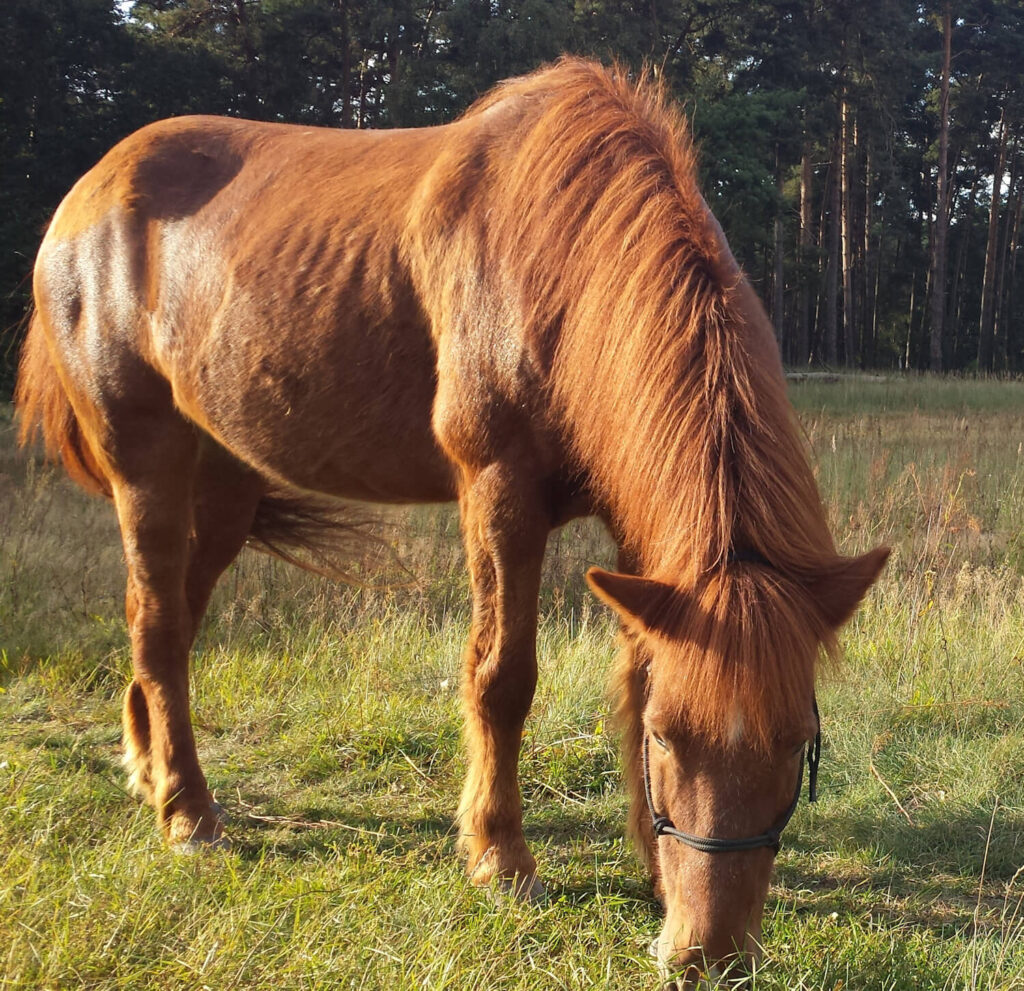 Rotes Islandpferd das in der Sonne grast. Die Rippen und der Hüfthöcker stechen durch dunkle Schatten stark hervor.