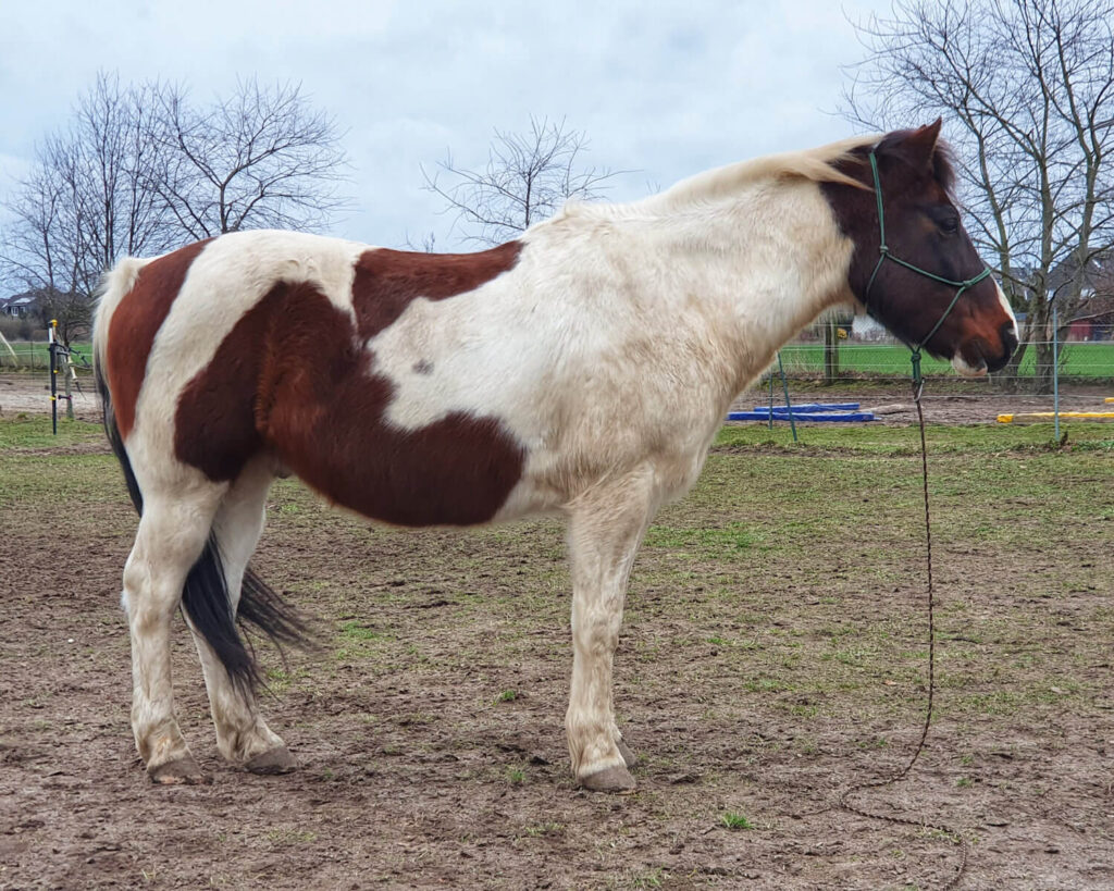 Foto von einem gescheckten Pony von der Seite