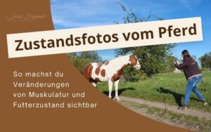 Beitragsbild von Zustandsfotos vom Pferd