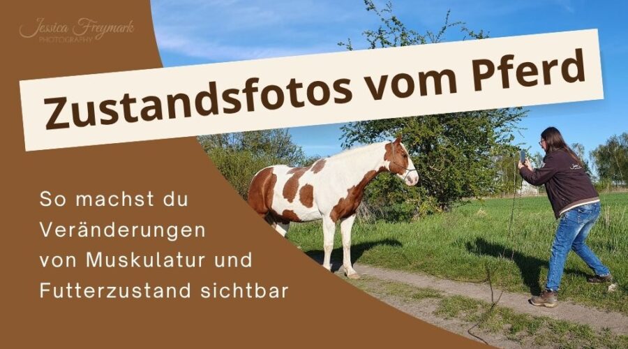 Beitragsbild von Zustandsfotos vom Pferd