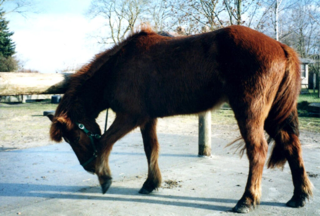 Islandpferd Eldur scharrt mit dem Vorderhuf auf dem Putzplatz