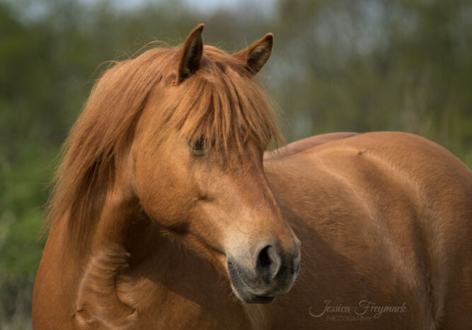Schönes Pferdefoto